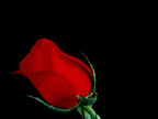 warda hmra